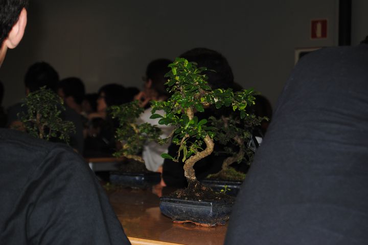 bonsai_10